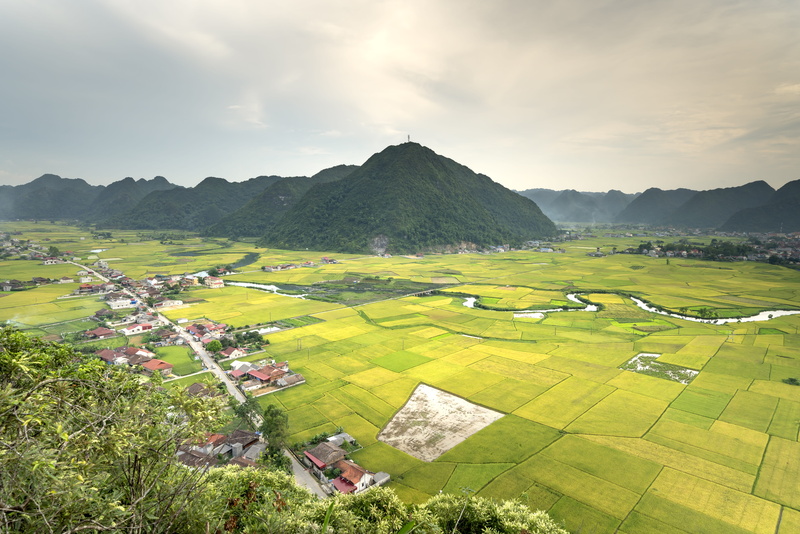 plant, agriculture, terraces, travel, eco, asian color, tranquility, vietnam, environment, the countryside, harvest, landscape, curve, field, beauty in nature