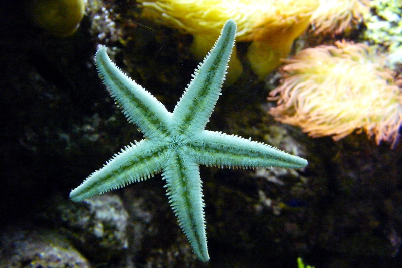 marine, outdoors, animals in the wild, tank, undersea, sea animal, close-up, underwater, one animal, nature, aquarium, water, star shape, starfish, sea