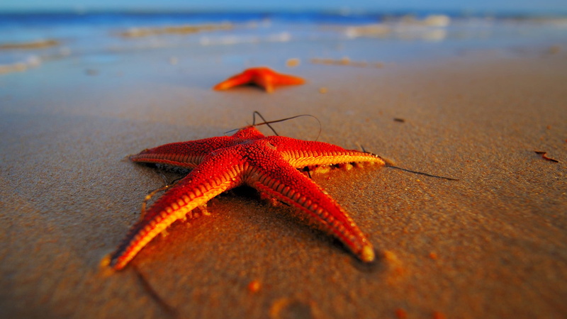animals in the wild, nature, beauty in nature, animal, marine, starfish, animals, orange color, beach, animal themes, no people, star, echinoderm, invertebrate