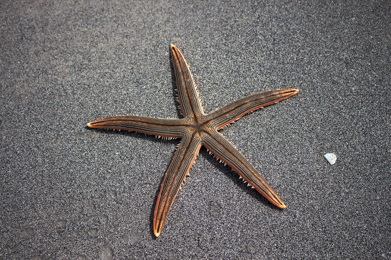 animals in the wild, echinoderm, day, nature, 5K, outdoors, animal wildlife, animal themes, high angle view, marine, sea, close-up, star shape, asphalt