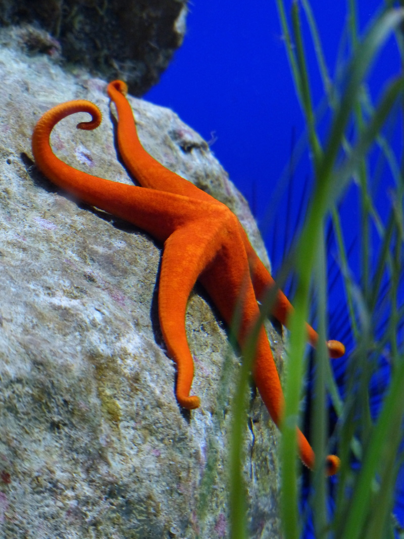 rock - object, animal body part, aquarium, close-up, animal themes, reptile, sea animal, no people, starfish, nature, lizard, leiaster speciosus, outdoors