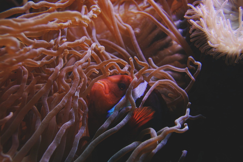 vertebrate, sea, marine, fish, underwater, no people, coral, animal wildlife, marine life, water, diving, beauty in nature, anemone, undersea, animal themes