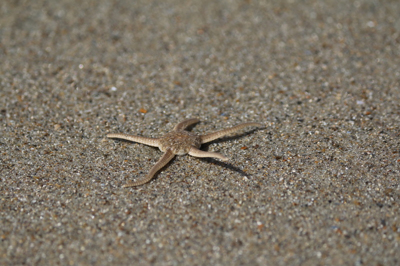 day, crawling, starfish, Sea Star, animals in the wild, sea, summer, animal wildlife, animals And Pets, Sand, outdoors, marine, close-up, 5K, Nature, high angle view