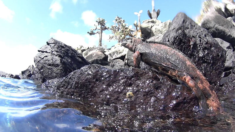 outdoors, echinoderm, animals, no people, american alligator, holiday, rock formation, iguana, animal, nature, marine, rock, rock - object, sky, summer