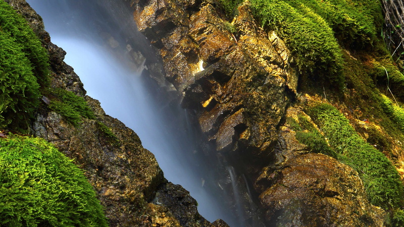 tree, animal, nature, tranquility, natural, waterfall, beauty in nature, surface, scenics - nature, rock, no people, rock - object, mollusk, design, grunge