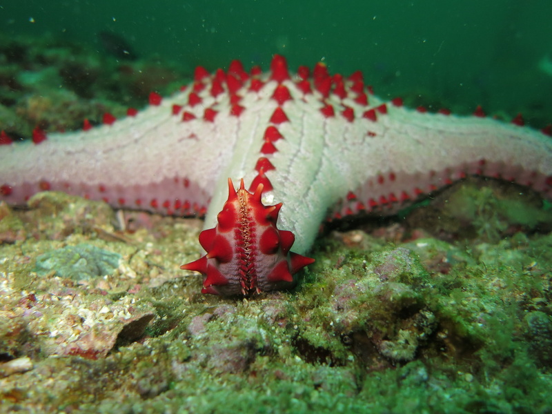 water, tropical, animals, red, scuba, one animal, blue, echinoderm, marine life, undersea, nature, underwater, coral, philippines, ocean, malapascua, animal wildlife