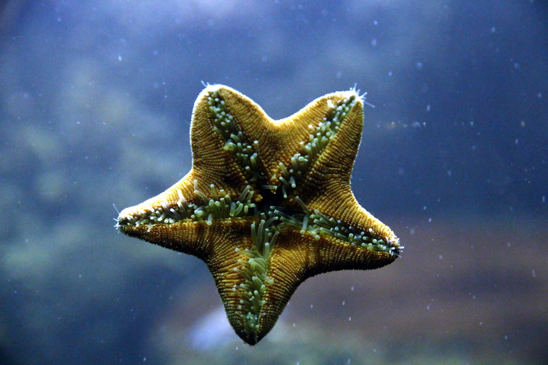 inside, legs, 2K, outdoors, no people, water, animals in the wild, vertebrate, fish, marine, underwater, swimming, one animal, sea, zoology, nature, starfish