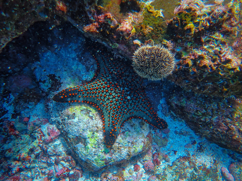 fish, beauty in nature, high angle view, invertebrate, one animal, nature, no people, starfish, echinoderm, animal, animal wildlife, 4K, aquatic animal
