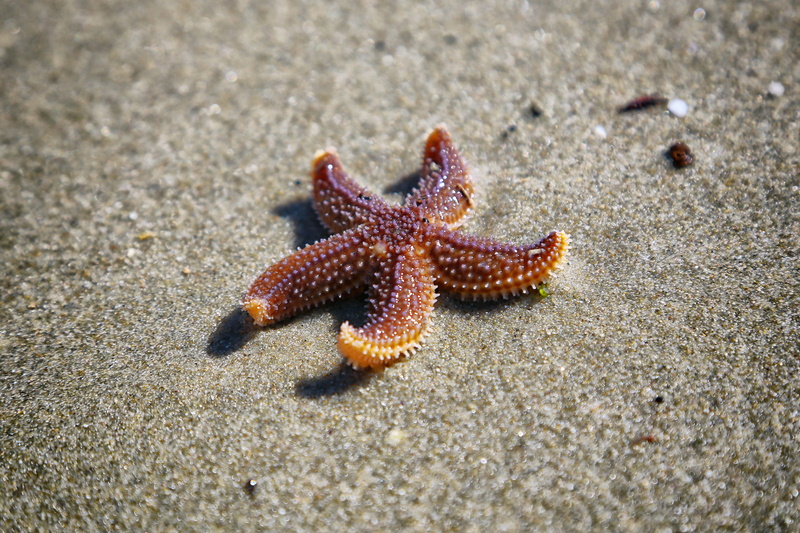 selective focus, focus, crab, animals in the wild, brown, close, 4K, animal themes, land, sand, photo, echinoderm, animal wildlife, blur, nature, day