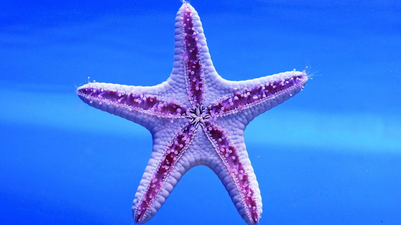 blue, 1080P, starfish, vertebrate, outdoors, fish, sea life, undersea, animals, marine, animal themes, animals in the wild, echinoderm, animal, nature