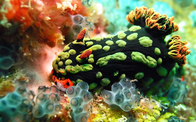 close-up, animal, aquarium, coral, 1080P, undersea, growth, water, underwater, outdoors, green color, nature, plant, world, animal wildlife