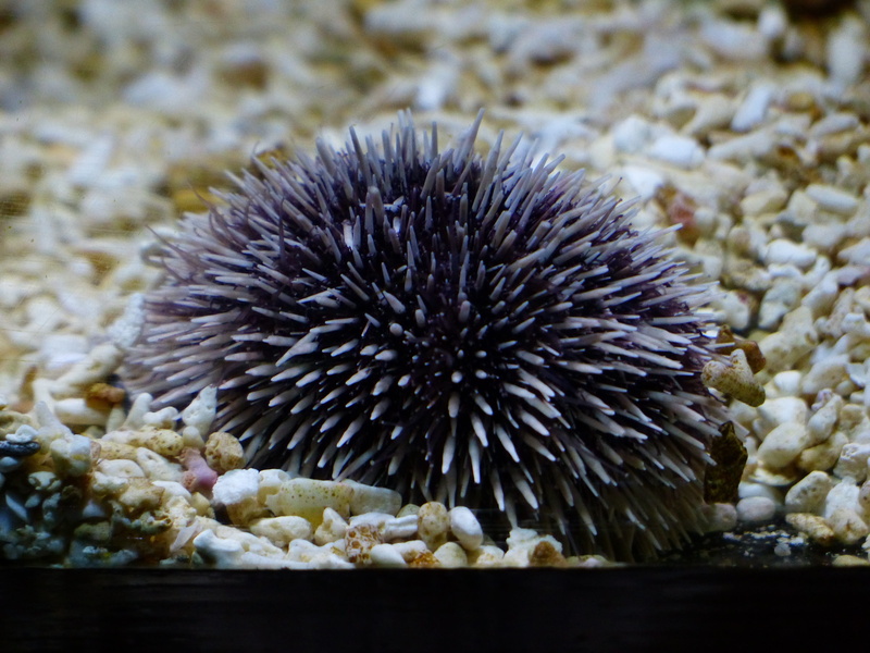 no people, food, nature, sea urchins, sea, beauty in nature, urchin, animal wildlife, day, outdoors, echinoderms, 4K, purple, close-up, sea life, animal