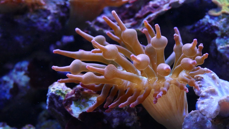 rocks, animal themes, reef, nature, diving, beauty in nature, no people, marine, animals in the wild, sea life, plant, invertebrate, wildlife, ecosystem