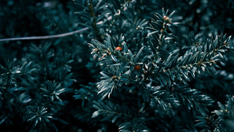 beauty in nature, day, nature, pine tree, color, outdoors, plant, fireworks, celebrate, celebration, green color, echinoderm, focus on foreground, close-up