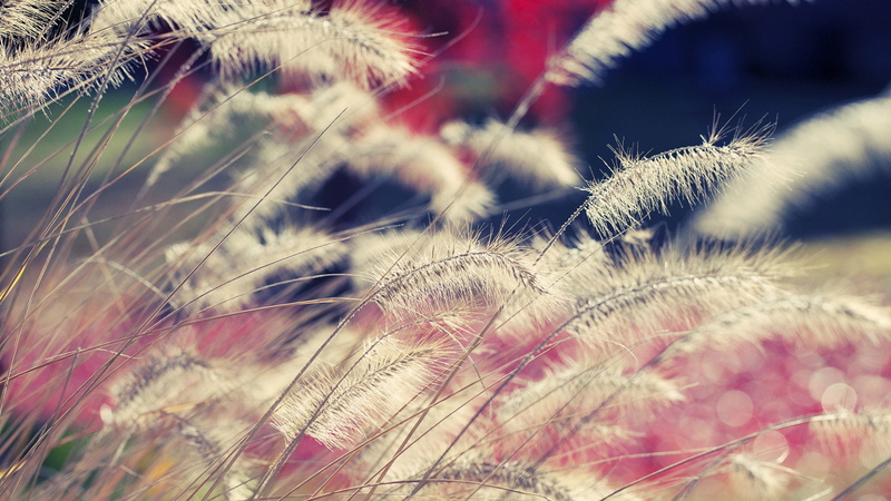 softness, flower, growth, colorful, vulnerability, 1080P, quill, uncultivated, focus on foreground, color, fragility, plant, seed, art, sea urchin, close-up