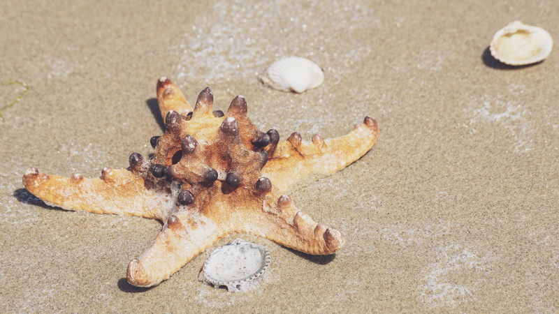 underwater, sea, shells, conch, nature, fish, animal, sand, land, animal wildlife, star shape, shore, close-up, star, shellfish, outdoors, marine, day