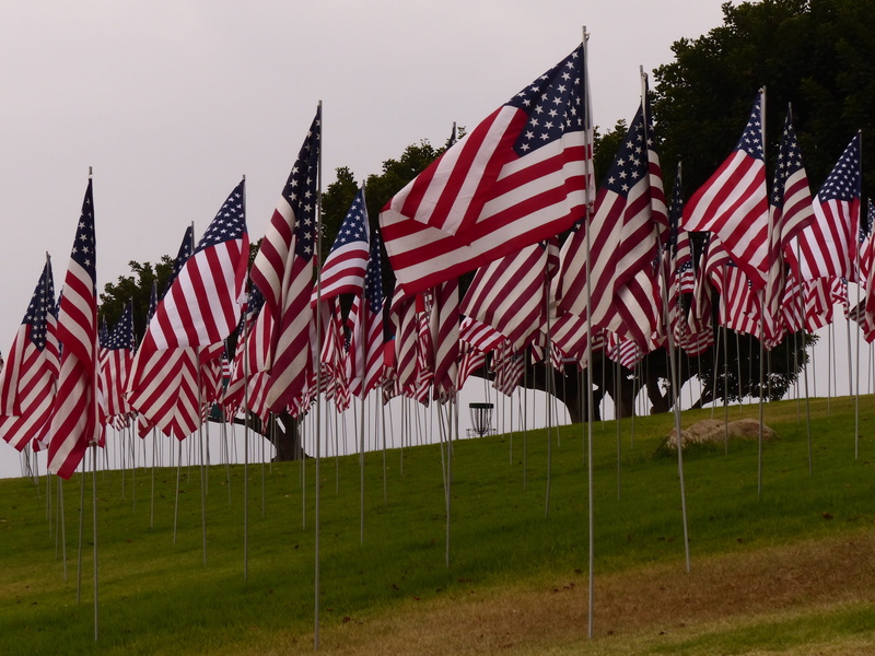 plant, 4K, national icon, memorial, outdoors, nature, environment, flags, emotion, patriotism, independence, no people, day, remember, sky, september 11