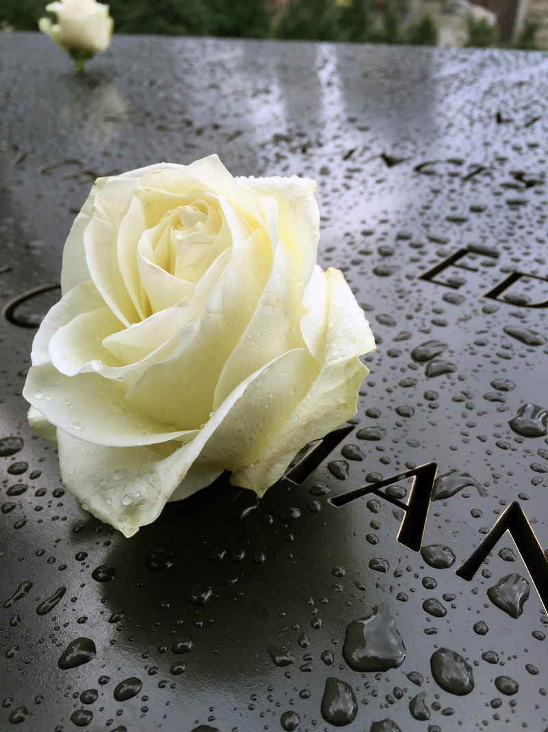 historic, petal, water, close-up, rose, inflorescence, flower, flowering plant, september, nature, indoors, rose - flower, plant, flower head, vulnerability