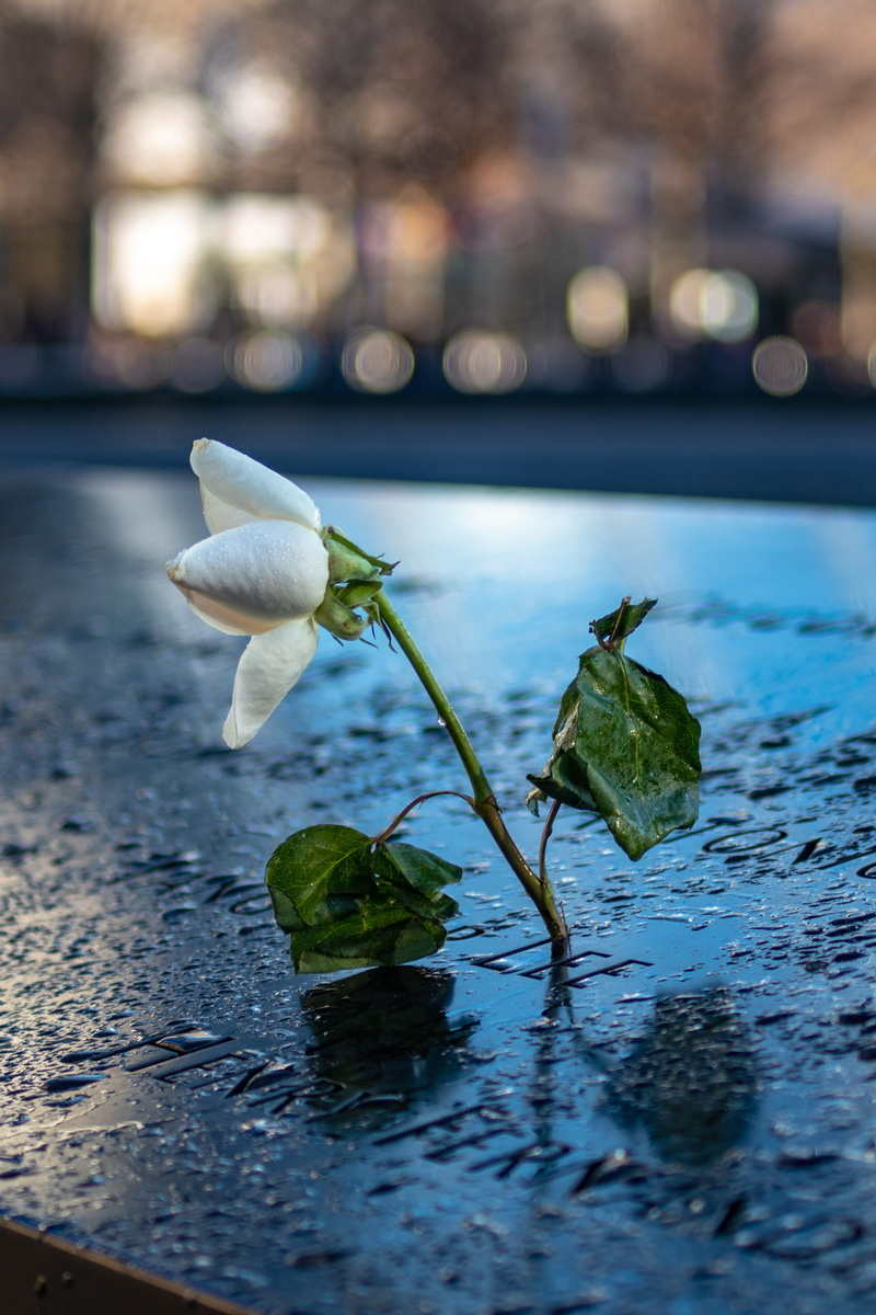 focus on foreground, beauty in nature, inflorescence, plant part, growth, usa, water lily, no people, reptile, floating on water, outdoors, nature, rest in peace