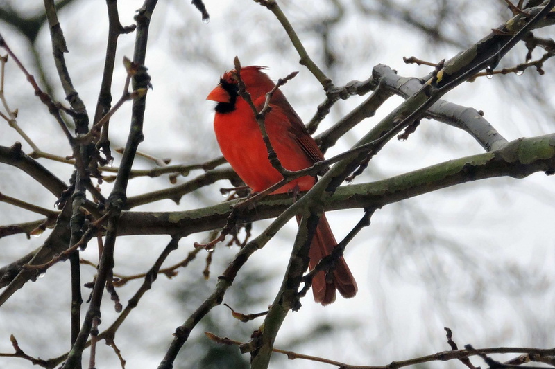 day, focus on foreground, 2K, winter, vertebrate, arlington, cold temperature, cardinal - bird, red, virginia, tree, animal wildlife, bird, animal themes