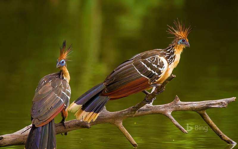 plant, perched, perching, focus on foreground, hoatzins, tree, two animals, desktop, day, w, animal themes, group of animals, bird, nature, animal wildlife
