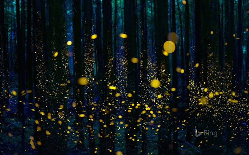 beauty in nature, 1080P, illuminated, genji, desktop, land, shikoku, full frame, fragility, forest, flower, flowering plant, close-up, hanging, yellow