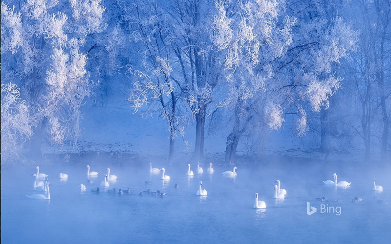 xinjiang, lake, cold temperature, plant, swans, scenics - nature, china, land, snow, nature, environment, 1080P, no people, reflection, bing, bare tree