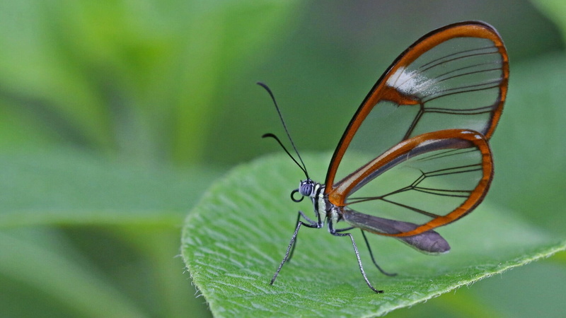 greta oto, one animal, glasswinged butterfly, animal, focus on foreground, animal body part, plant, net winged insects, close-up, insect, no people, animal wing