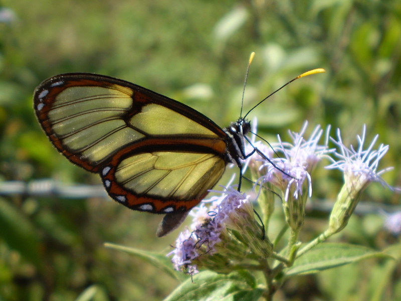 pollination, focus on foreground, flower, beauty in nature, nature, invertebrate, 2K, glass butterfly, one animal, outdoors, butterfly, animal, vulnerability