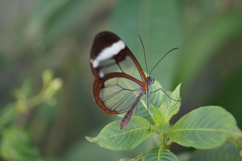 focus on foreground, transparent, butterfly, forest spirit, animal wing, invertebrate, nature, animals in the wild, one animal, growth, greta oto, close-up
