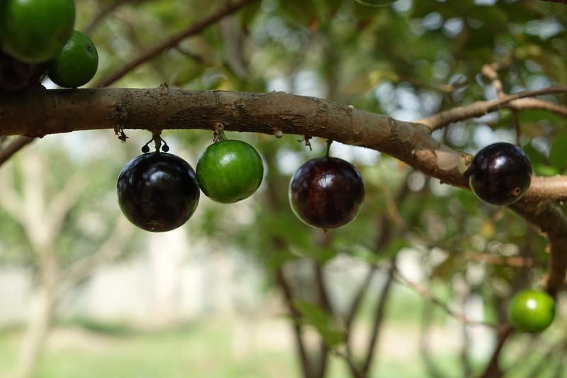 purple, branch, Grape, focus on foreground, garbo greta fruit, no people, green color, food, hanging, Tree, plant, growth, healthy eating, Tree Grape, ripe