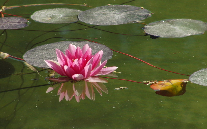  flower, nymphaea, 2K