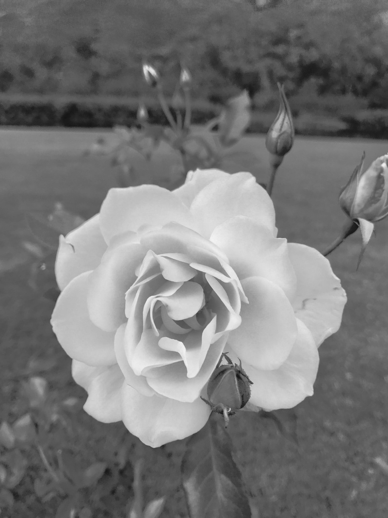 stellenbosch, close-up, freshness, garden rose, rose, vulnerability, petal, inflorescence, bw, land, black and white, 4K, growth, flowering plant, plant