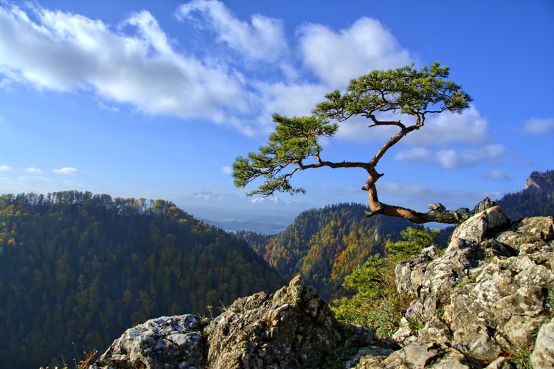 solid, tatry, no people, malopolska, non-urban scene, tranquility, pieniny, mountain, outdoors, mountain peak, tree mountain, 5K, mountains, growth, konary