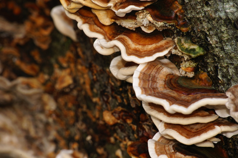 nature, close-up, striations, freshness, day, toadstool, trunk, 4K, pattern, vegetable, focus on foreground, growth, colors, plant, food and drink, edible mushroom