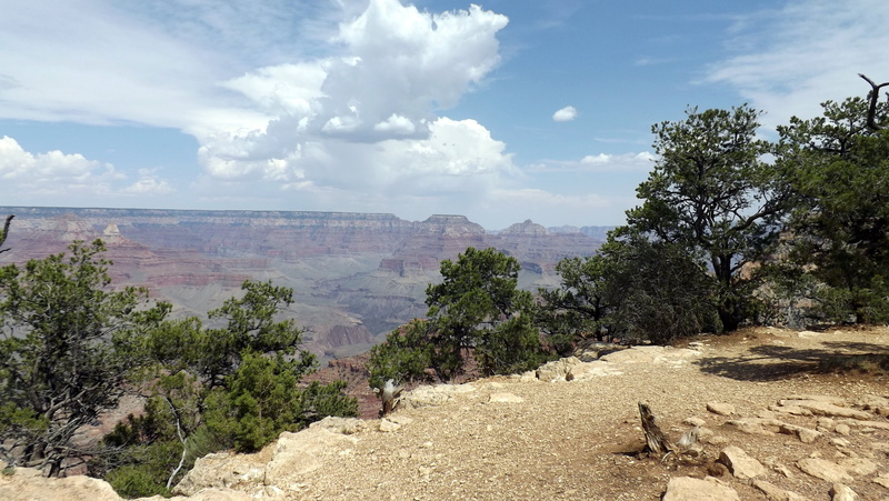 rock, non-urban scene, mountain, arid climate, national park, travel, plant, land, grand canyon, environment, beauty in nature, scenics - nature, scenery