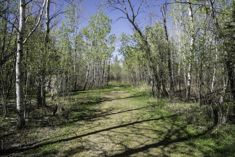 sunlight, beauty in nature, season, park, outdoors, tranquil scene, direction, plant, Provincial Park, leaf, Moose, Hiking Trail, branch, diminishing perspective