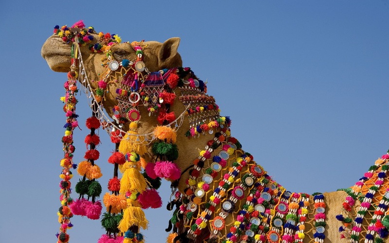 camel, 1080P, brown, decorated