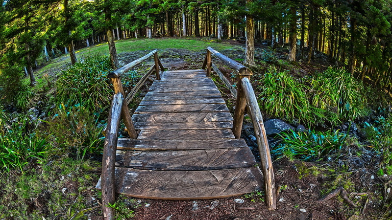 direction, HDR, landscape, outdoors, grass, no people, beauty in nature, day, wood, plant, tree, forest, bridge, green color, footpath, long, architecture