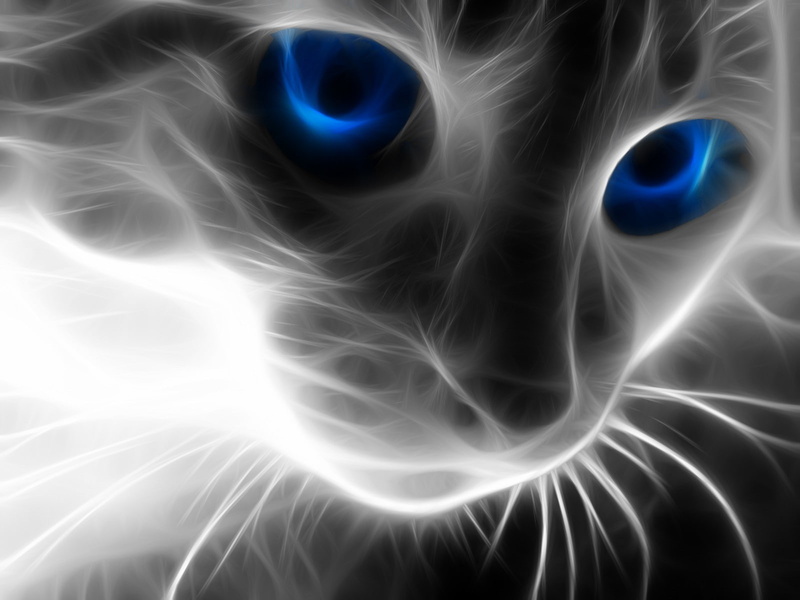 720P, animals, blue eyes, Fractalius, cat