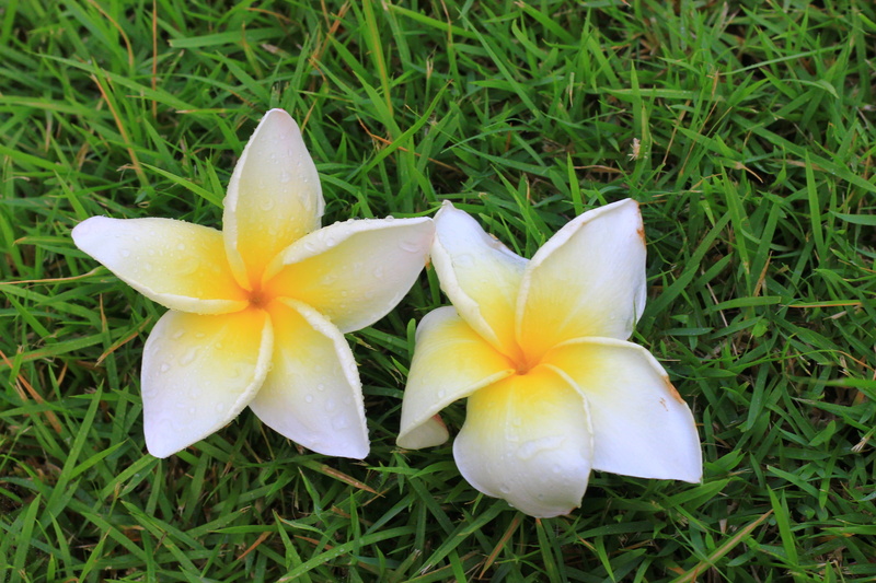 velvety, 2K, In The Morning, field, plant, morning, flower, holidays, frangipani, pretty, drink, green tea, raindrop, day, high angle view, viewpoint