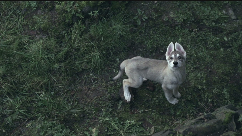 x, art, direwolf, animals, ice, tv, hbo, series, fire, 1080P, entertainment, song, Game of Thrones, hd, game, thrones