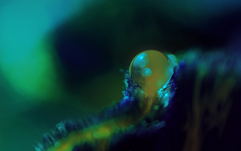 circle, close-up, invertebrate, shadow, nature, defocused, bubble, underwater, green Color, water, glowing, shiny, animal themes, outdoors, 1080P, sea