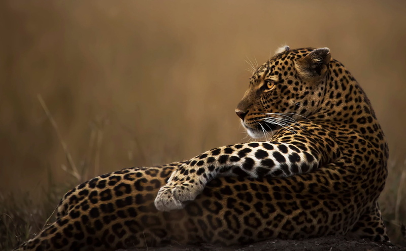 Leopard, cat, x, art, big, 1080P, movies, px, 2048x1269 px, big cats, hd, animals, cats, entertainment
