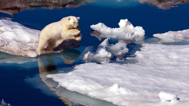 polar, bears, ice, x, animals, 1080P, art, hd