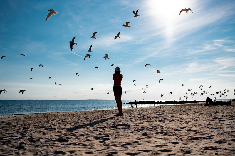 october, large group of animals, 5K, lifestyles, unsplash, seagull, fujifilm, sea, bird, summer, sand, adventure, leisure activity, phtography, composition
