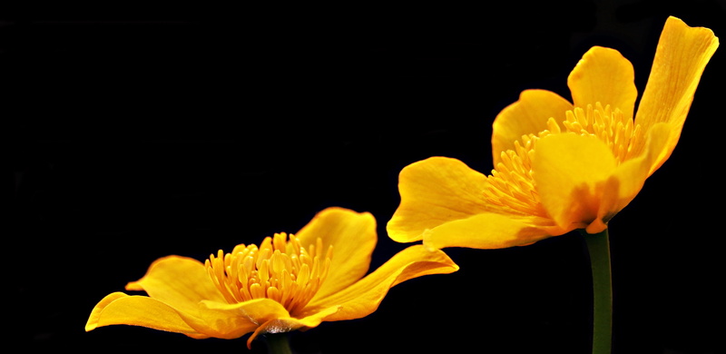 fragility, petal, no people, flower, yellow, blossom, yellow flowers, vulnerability, freshness, black background, avens, ficaria verna, spring-celandine