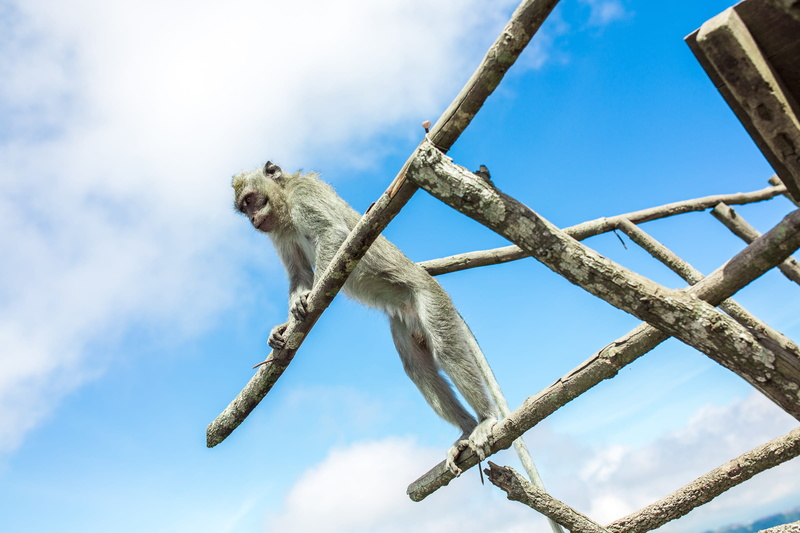 vertebrate, animal wildlife, animal, monkey, tree, one animal, branch, pangan photo, no people, nature, sky, day, 1080P, koh phangan photographer, koh phangan photo