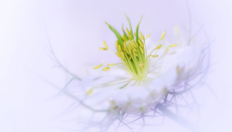 phtography, summer, green color, freshness, flowering plant, softness, bloom, virgin in the green, vulnerability, petal, flower macro, tender, petals, indoors