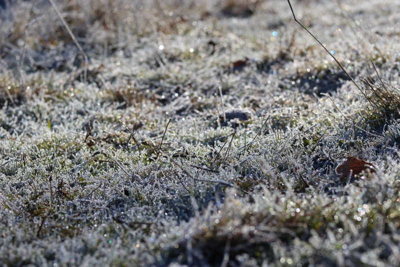 cold, high angle view, icicle, cold temperature, ice cream, day, glacier, frozen, zing, tranquility, surface, tomorrow, white, grass, ice, beauty in nature